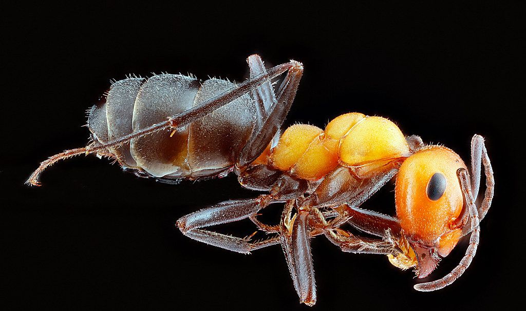 Ant Control service in Rochester, MN
