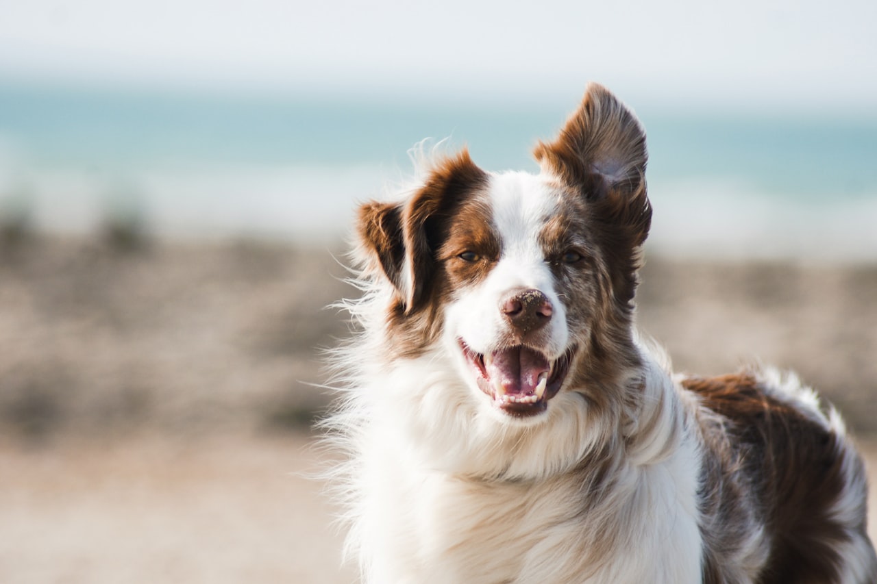 Flea & Tick Control service in Rochester, MN