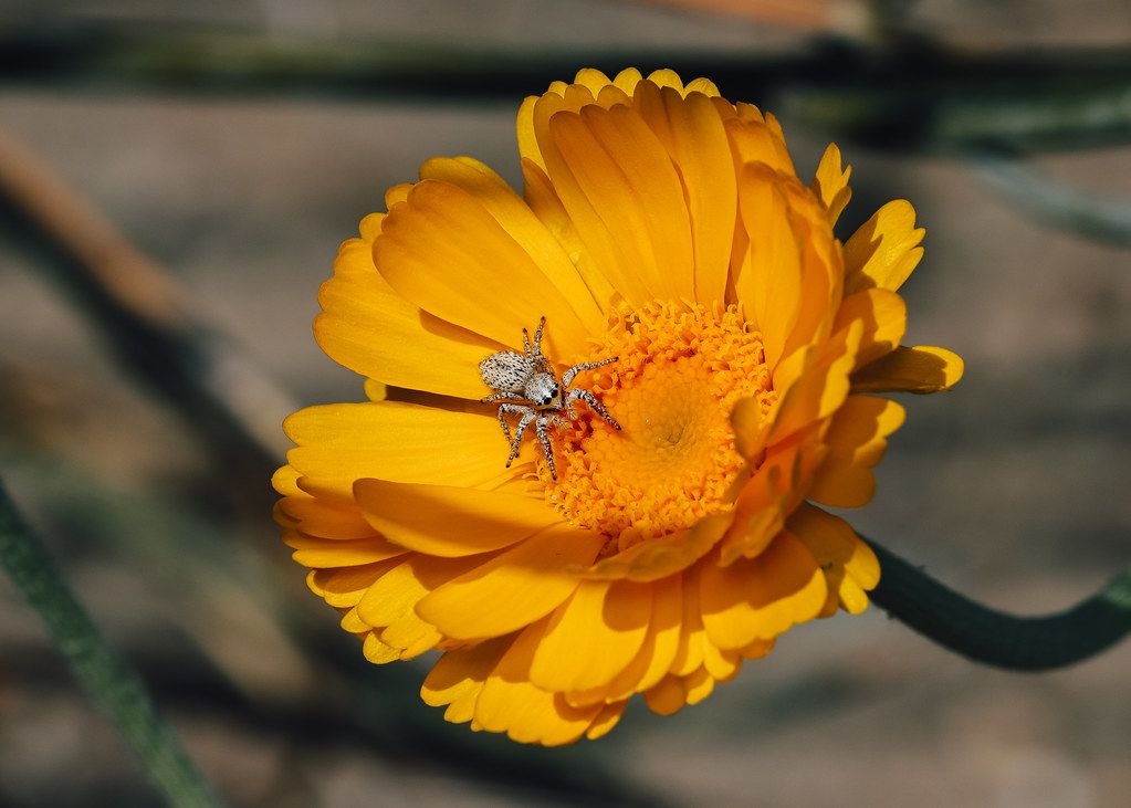Spider Control service in Rochester, MN